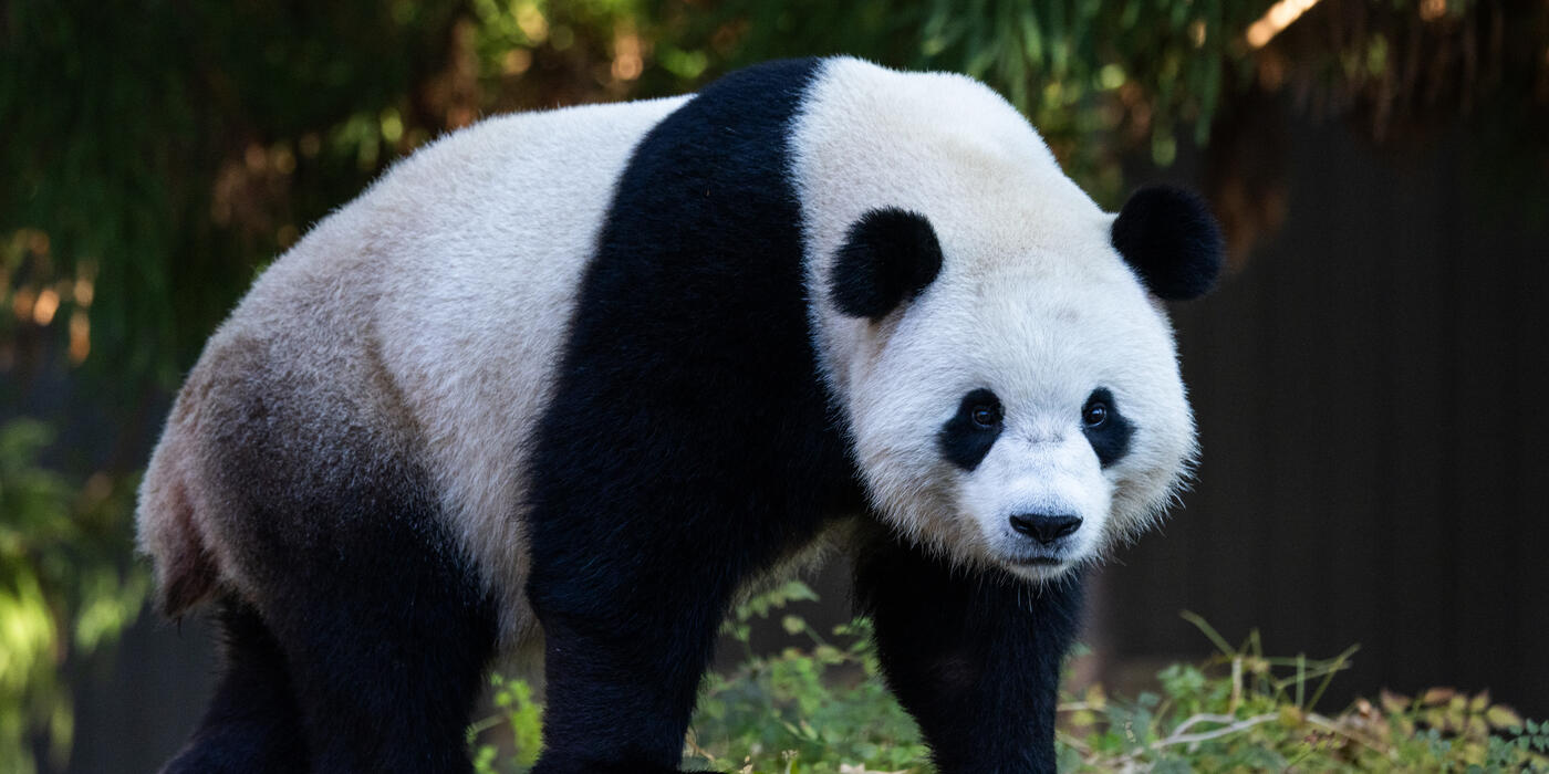 Giant panda Bao Li in his outdoor habitat Oct. 30, 2024. Photo credit: Roshan Patel/Smithsonian's National Zoo and Conservation Biology Institute.