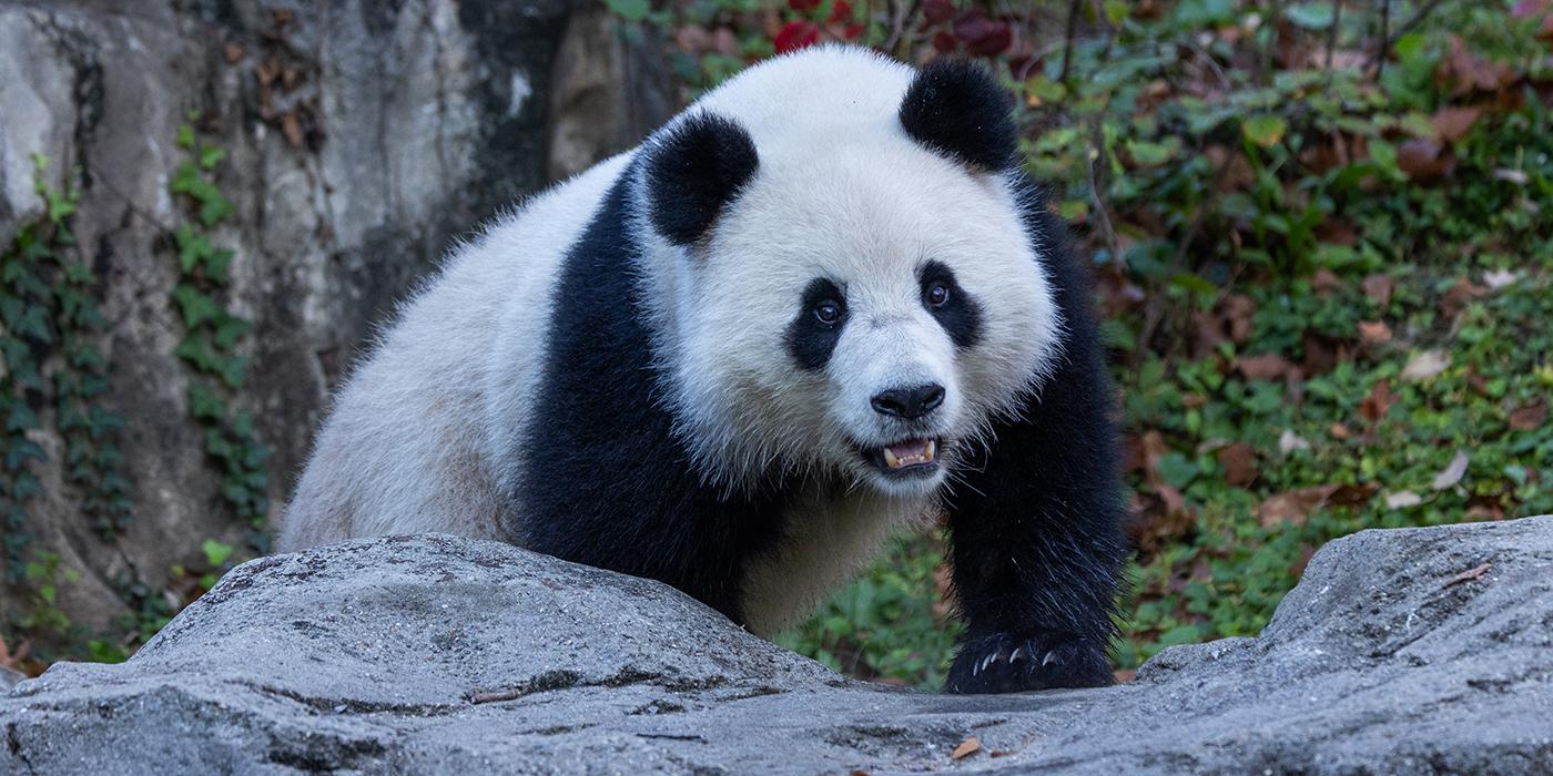 An  image of a Giant Panda climbing a rock