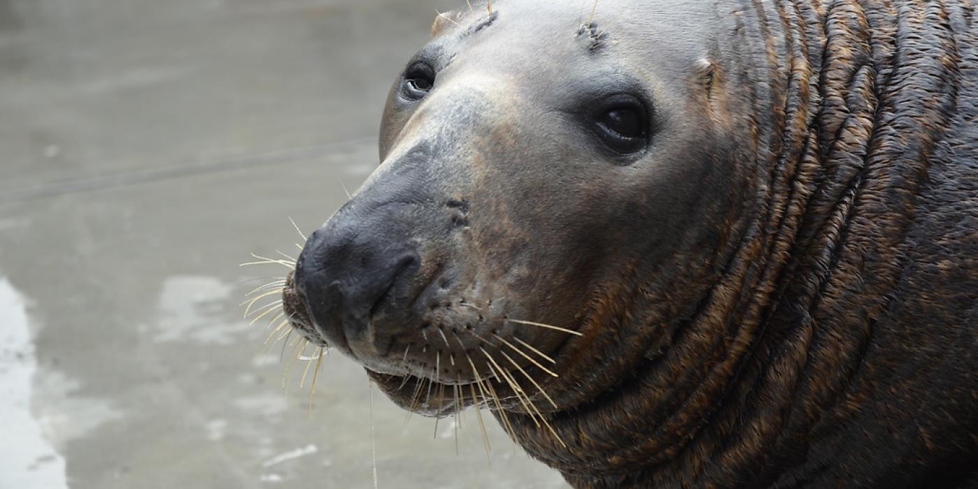 Photo of Gunther, an adult male gray seal. Gunther is beside a shallow body of water, looking at the viewer.