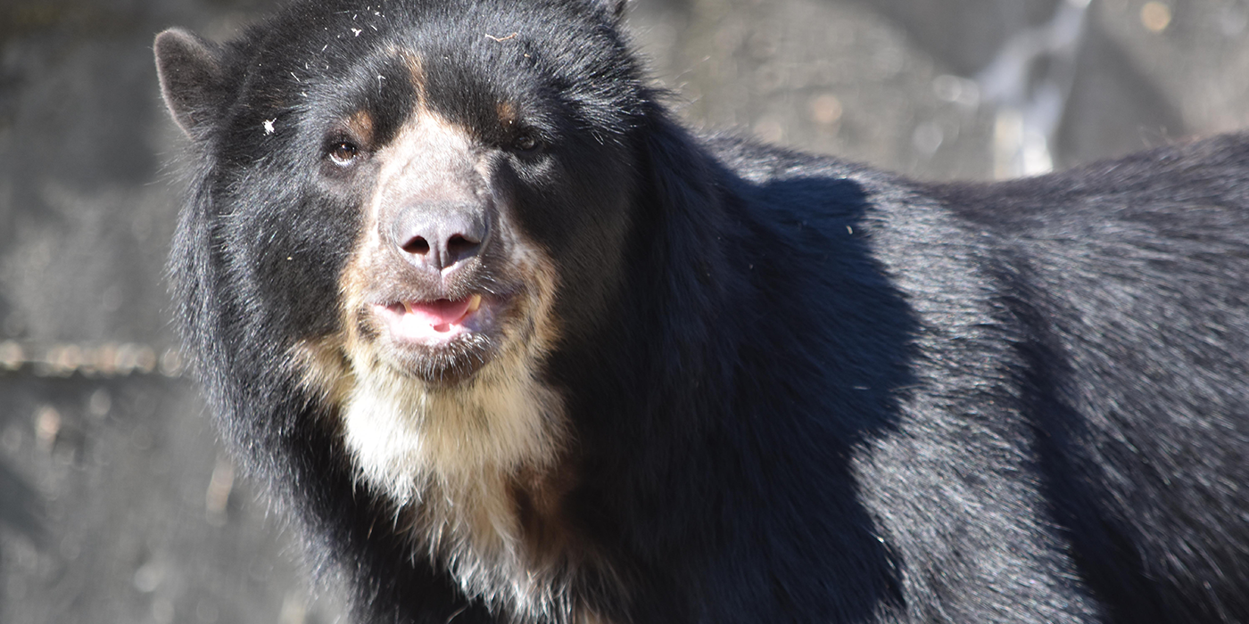 A male Andean bear in his rocky habitat.