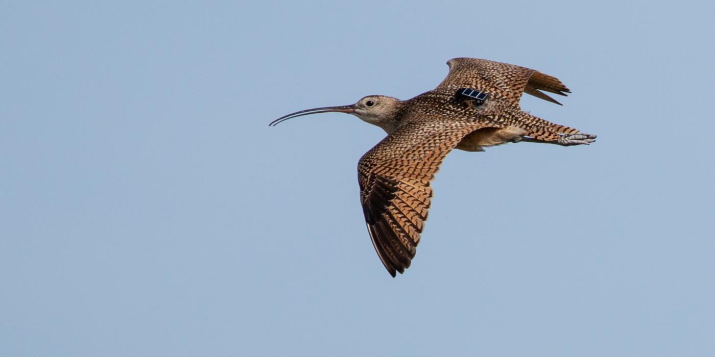 Photo of a long-billed curlew in flight. The medium sized brown bird carries a small tracking tag on its back.