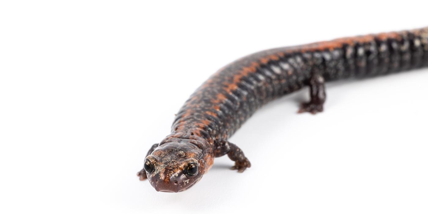 A small red and brown salamander.