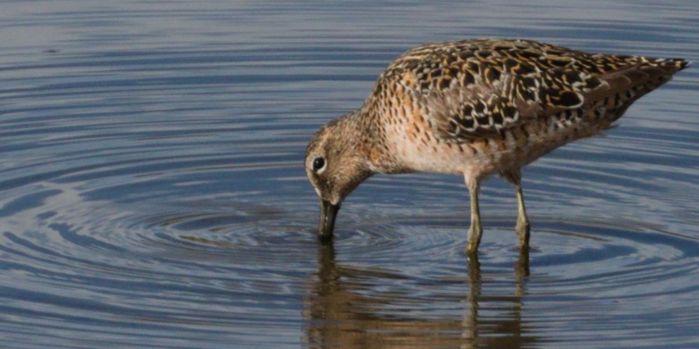 Long-Billed Dowitcher
