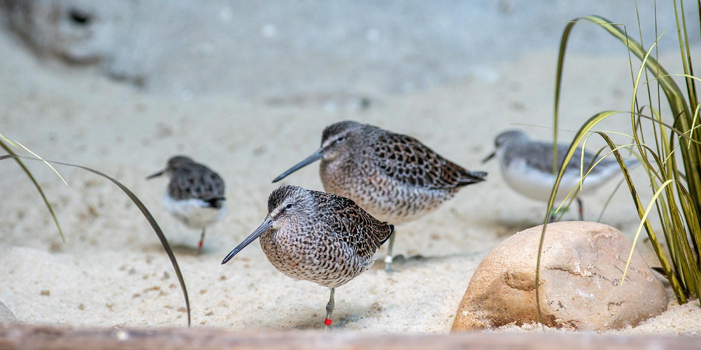 Two dunlins standing on one leg in the zoo exhibit.