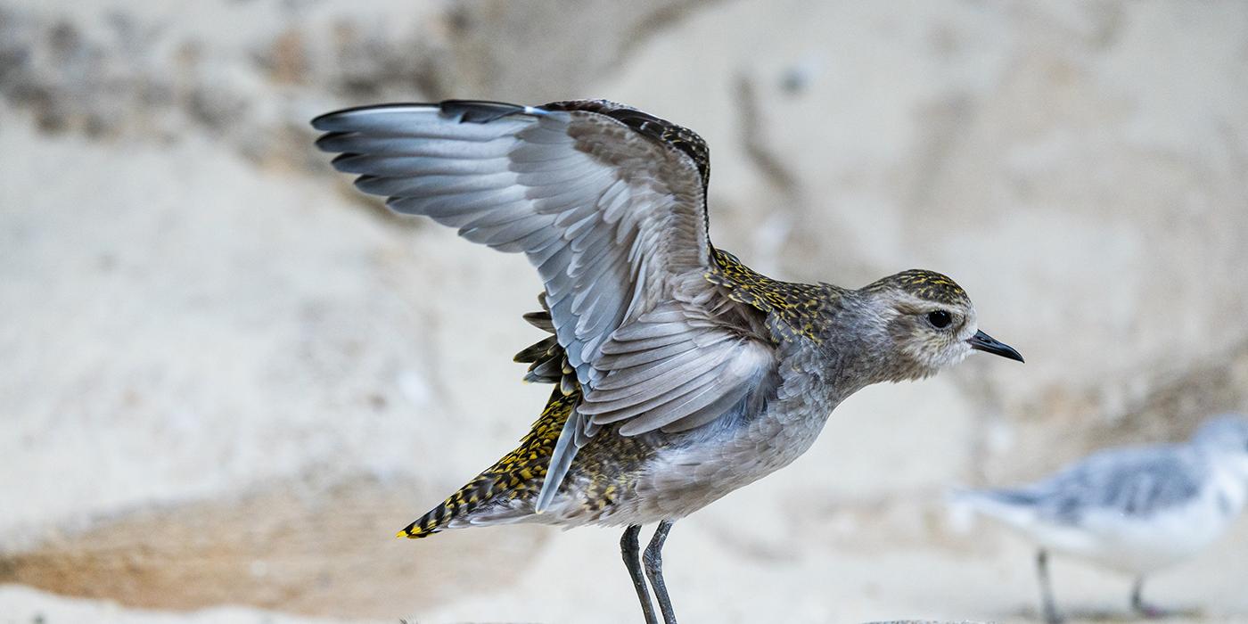 Golden plover stretches its wings on a sandy beach