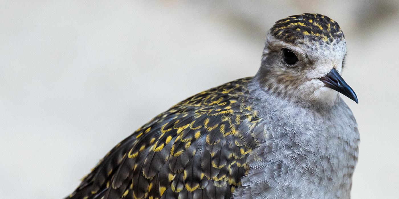 Golden plover with wings tucked in