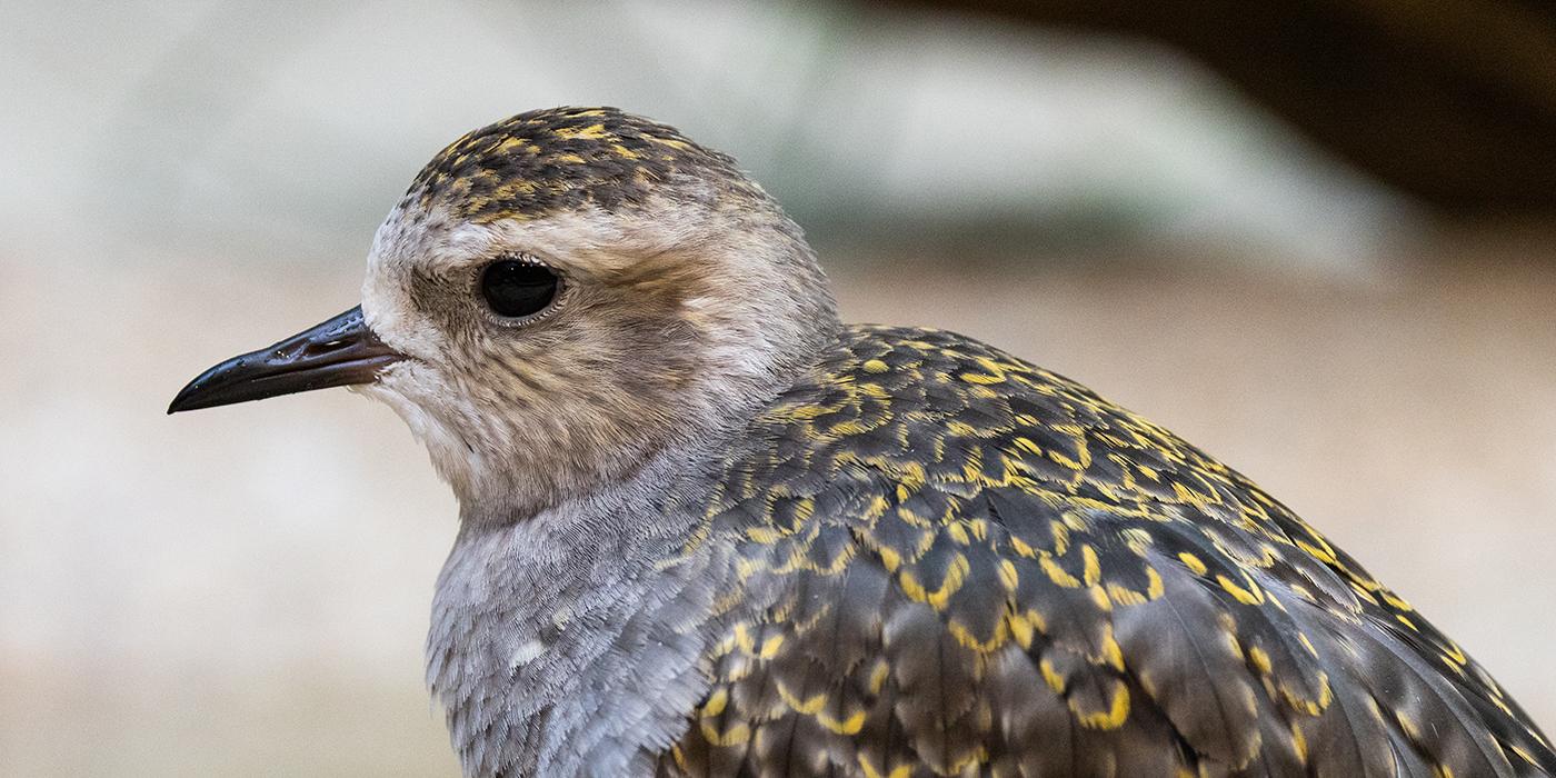 American golden plover