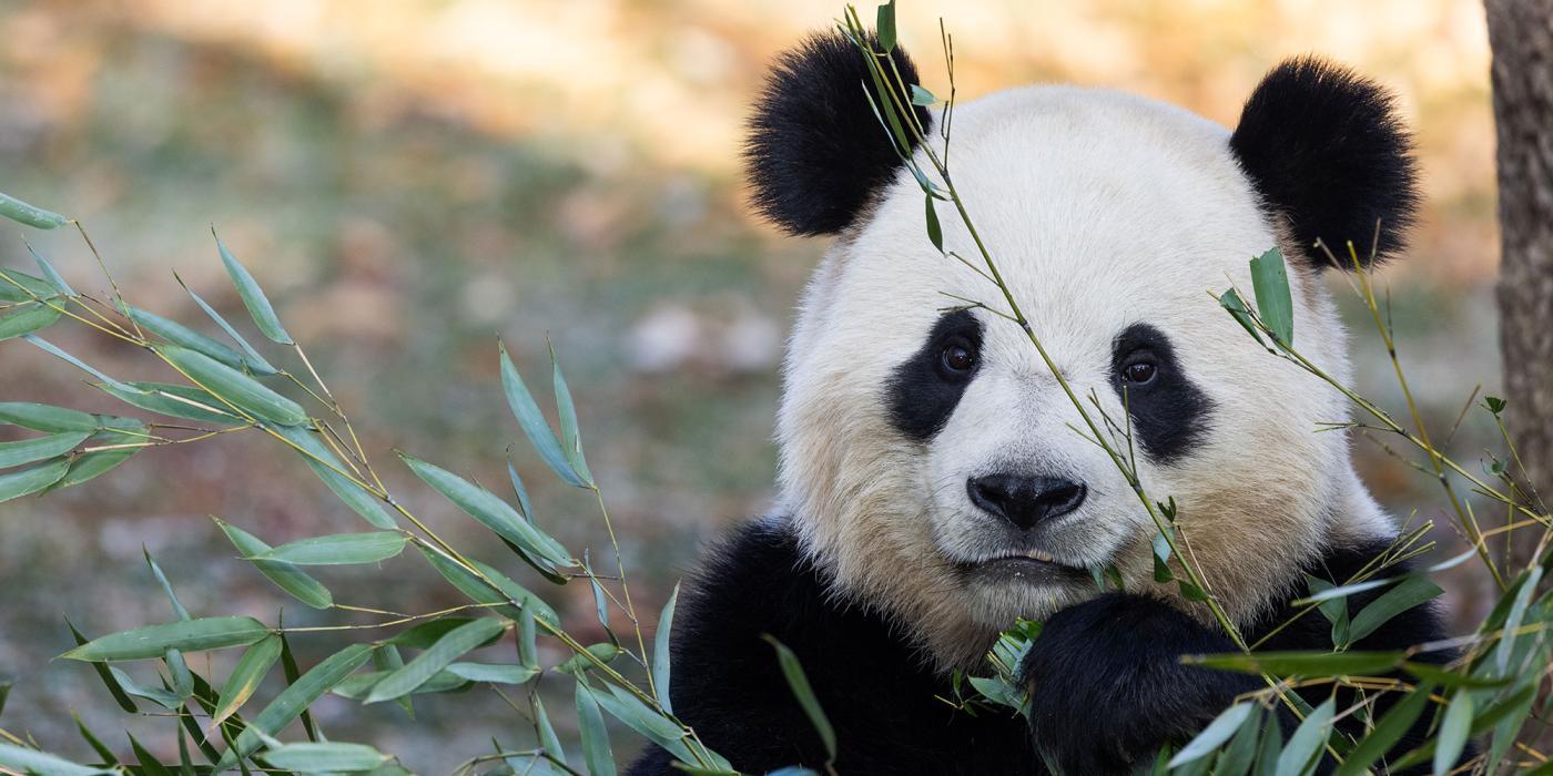 Giant panda Bao Li eats bamboo in his yard at the National Zoo.