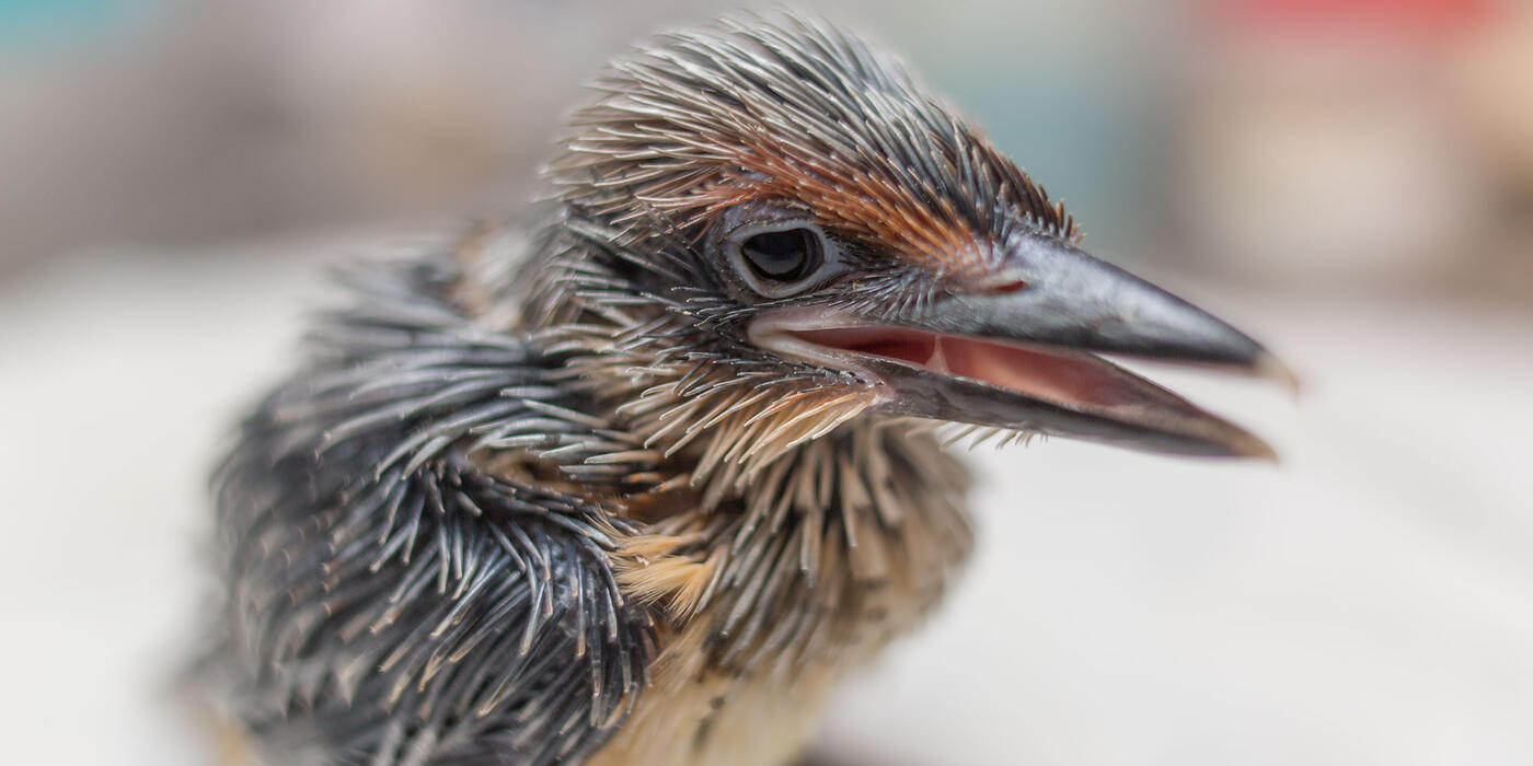 A newly-hatched sihek chick at the Smithsonian’s Conservation Biology Institute in 2018. (Smithsonian/Roshan Patel)