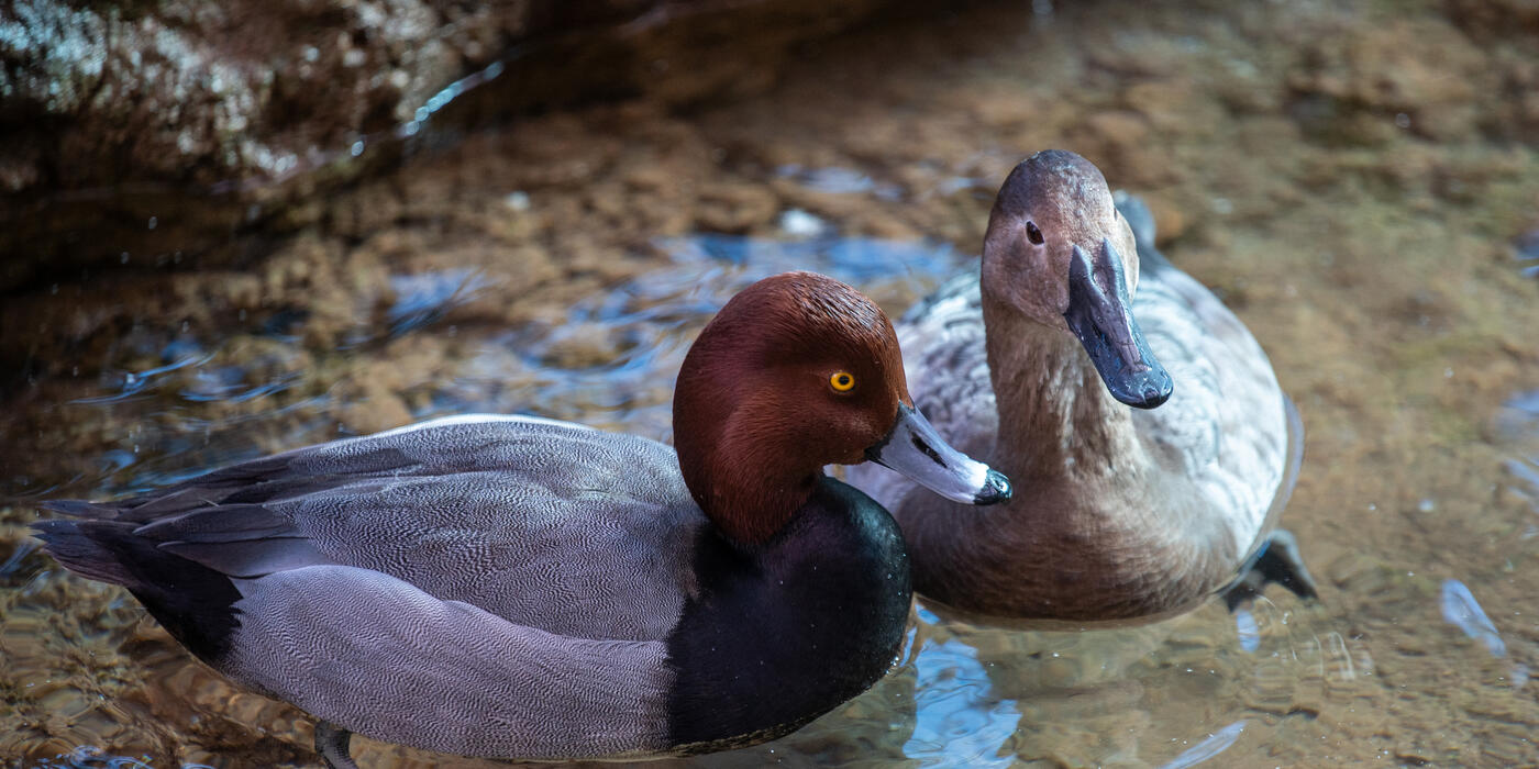 Male and female canvasback ducks floating in a pond