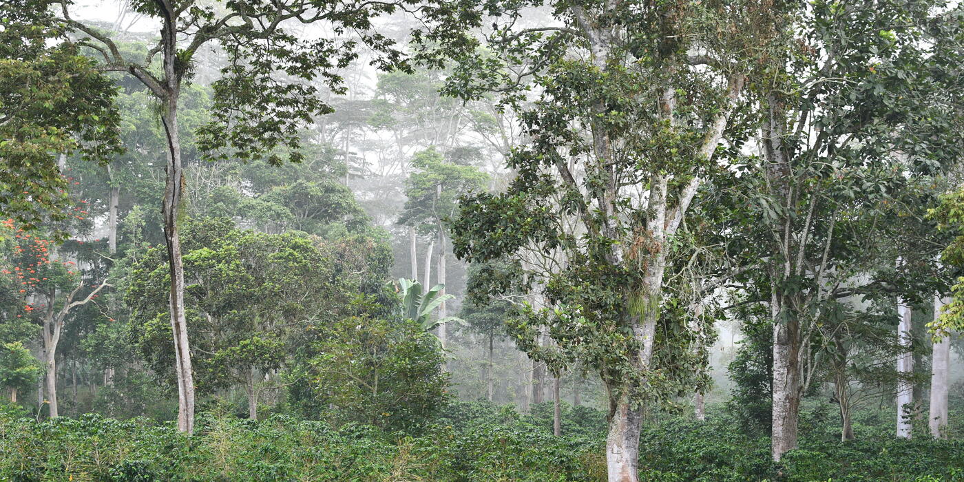 Shade trees Colombia