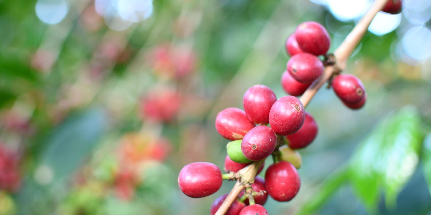 Ripe coffee cherries