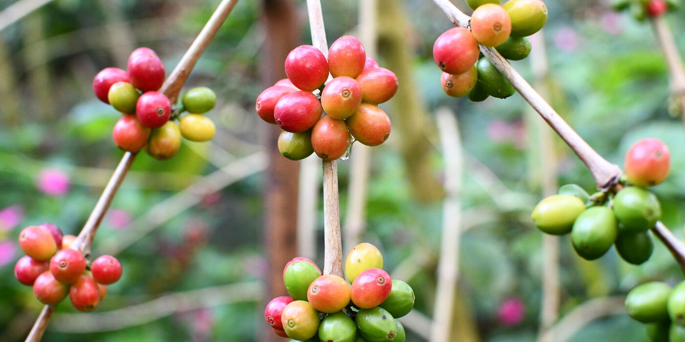 BF Beans Mesa de los Santos
