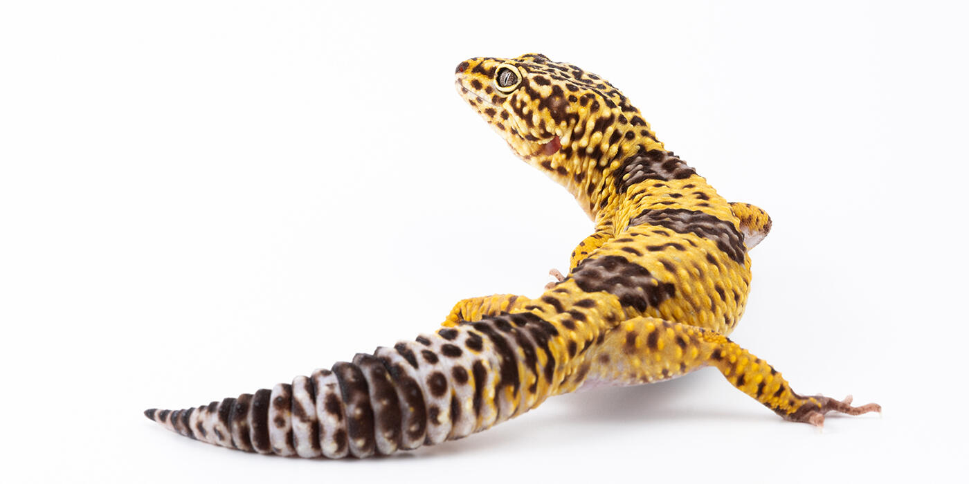 Iranian fat-tailed gecko on a white background