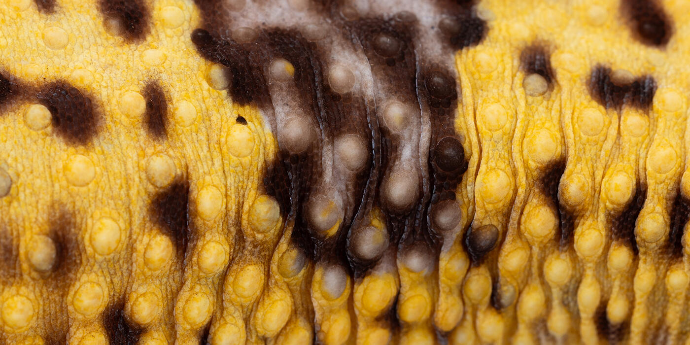 Closeup of yellow and brown mottled skin