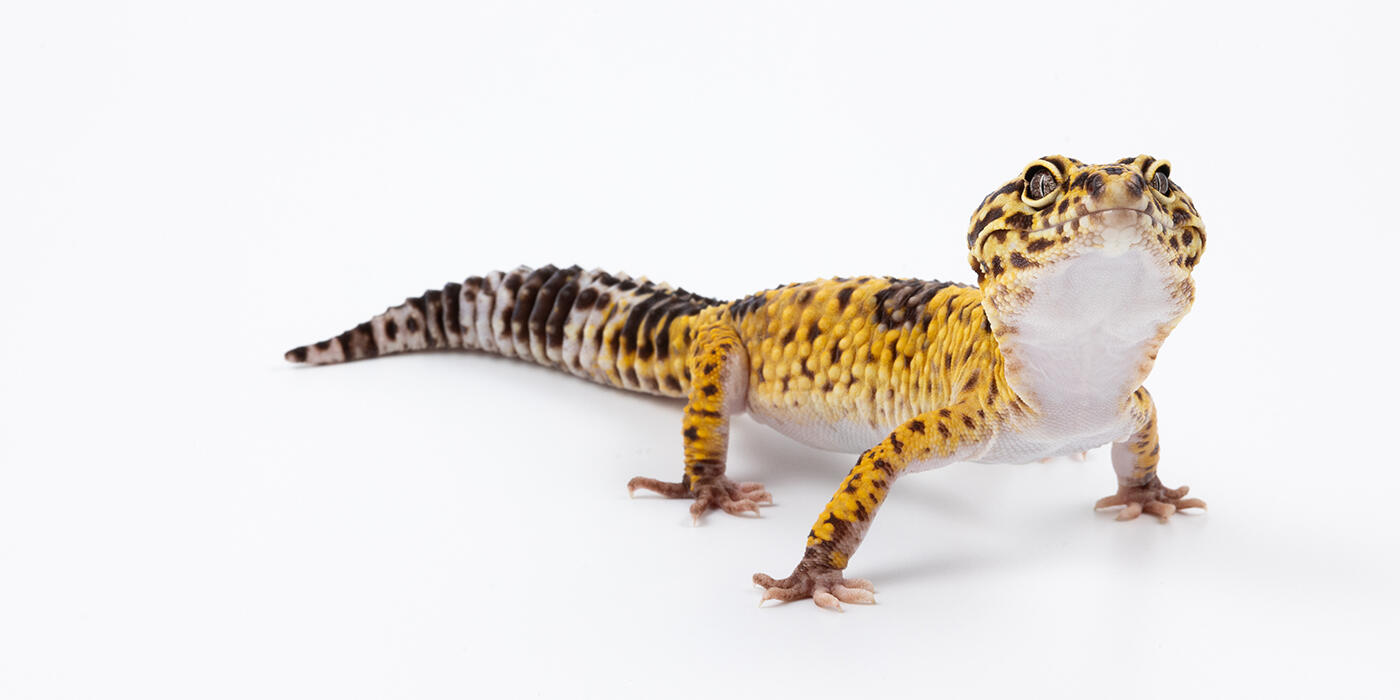 Iranian fat-tailed gecko on a white background