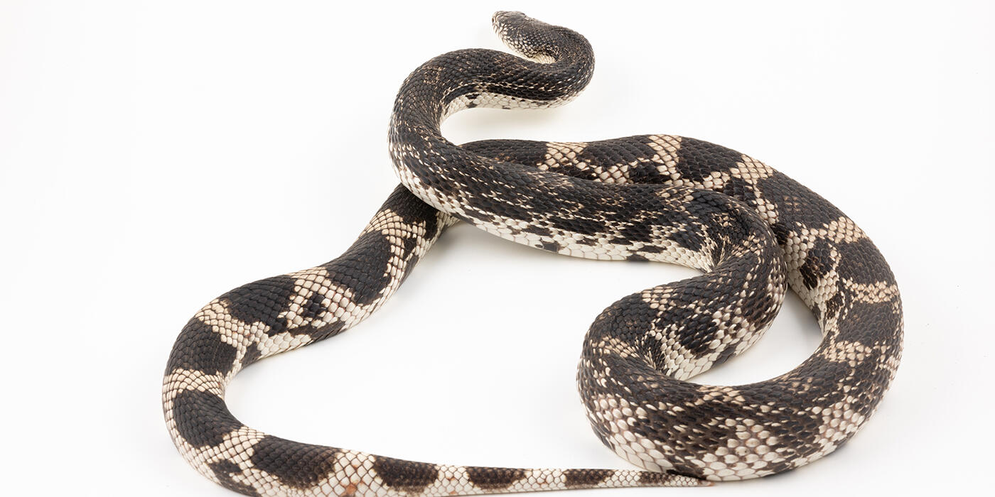 Pine snake on a white background