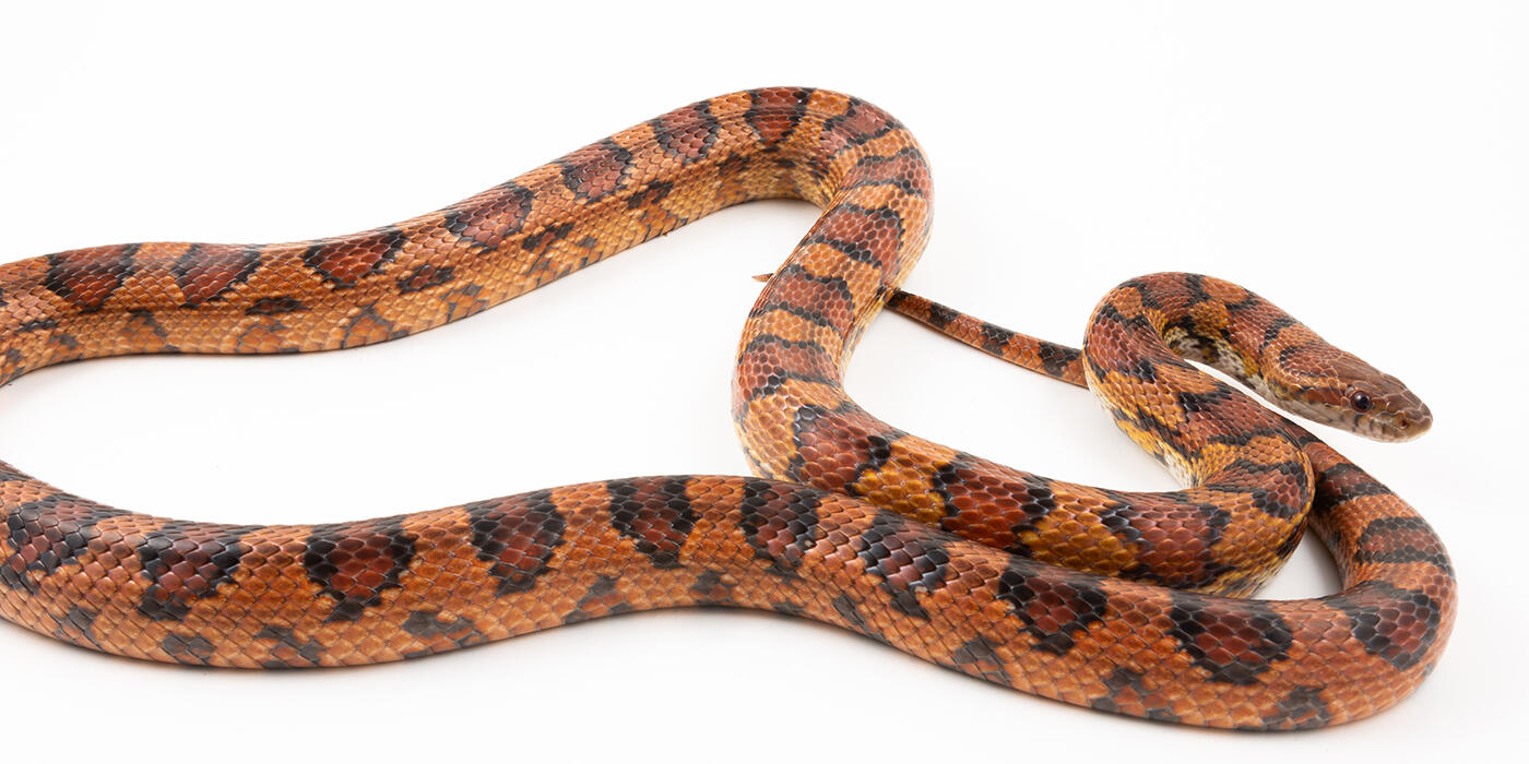 Corn snake on white background