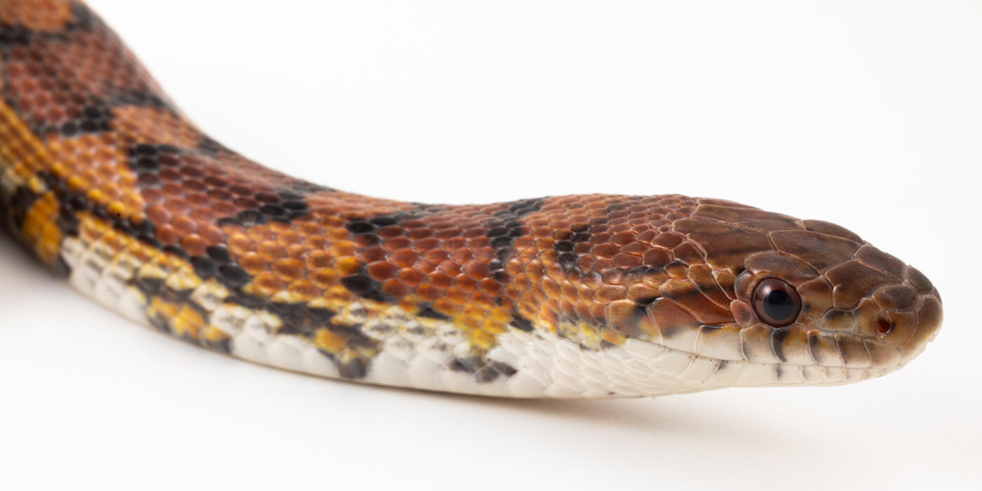 Corn snake head on white background