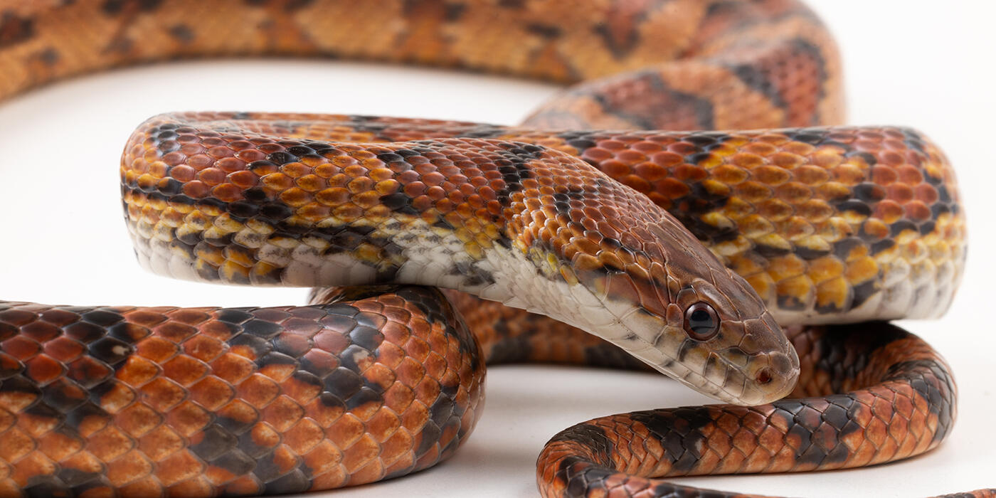 Corn snake on white background