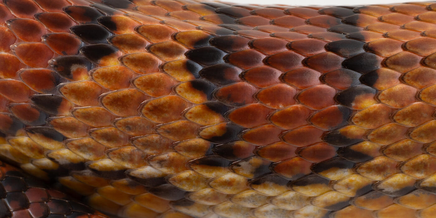 Corn snake skin closeup