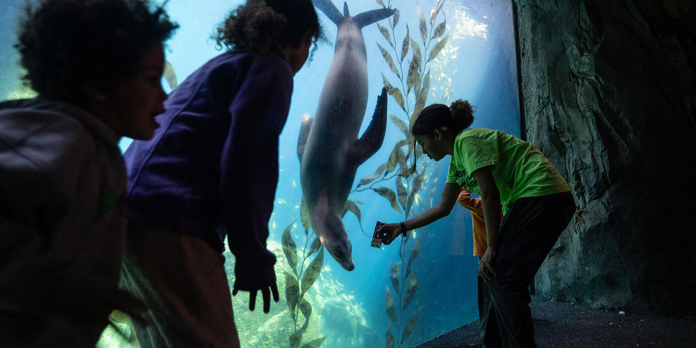 visitors interact with a sea lion at the National Zoo