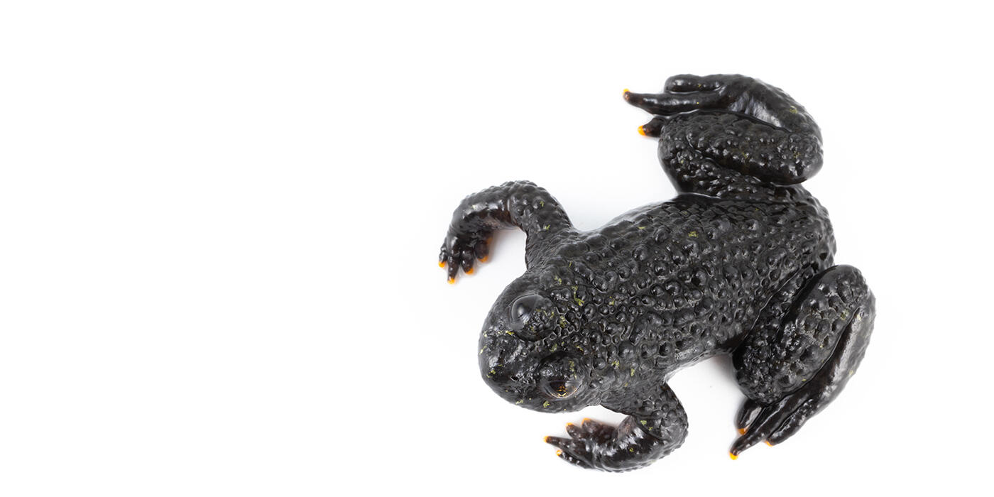 Top view of a fire-bellied toad on a white background