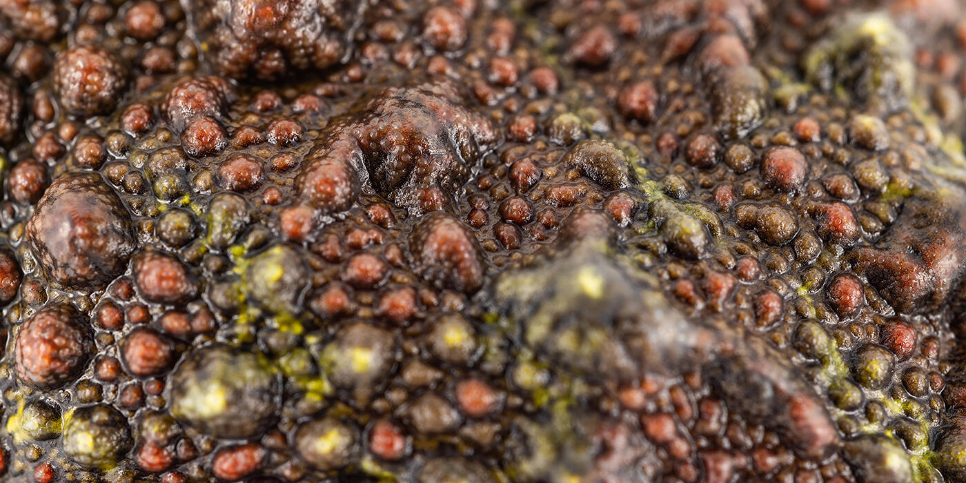 Bumpy green and brown Vietnamese mossy frog skin