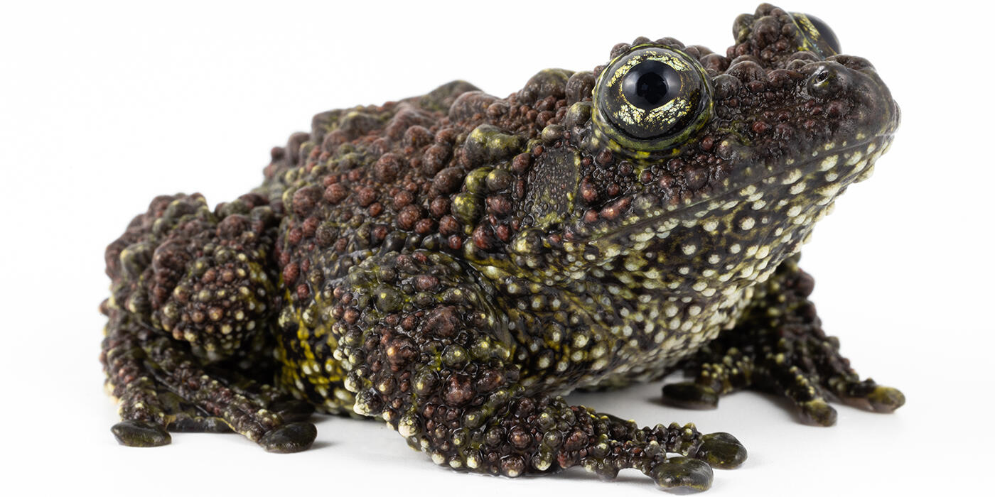 Vietnamese mossy frog on a white background