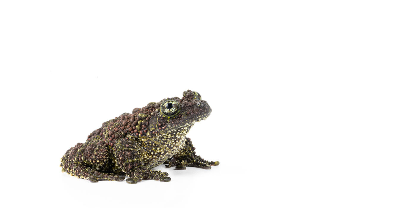 Vietnamese mossy frog on a white background