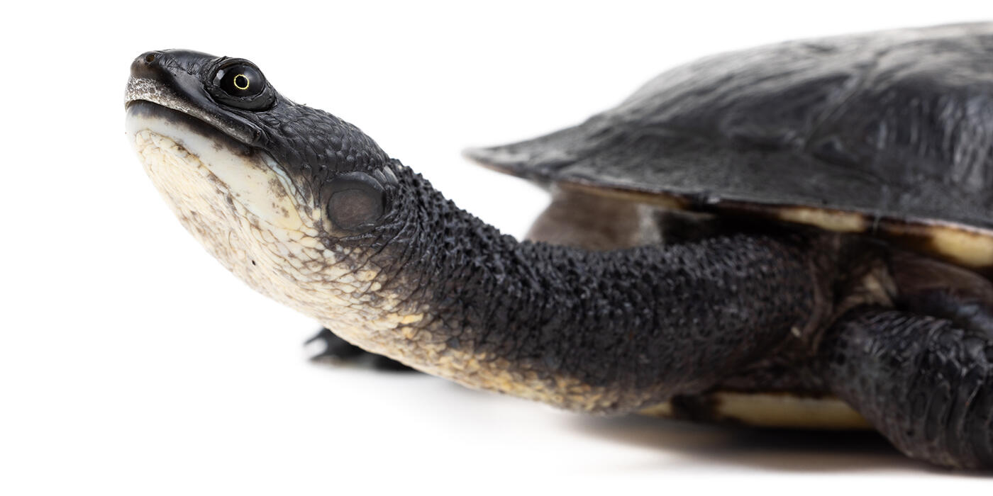 Australian snake-necked turtle on white background