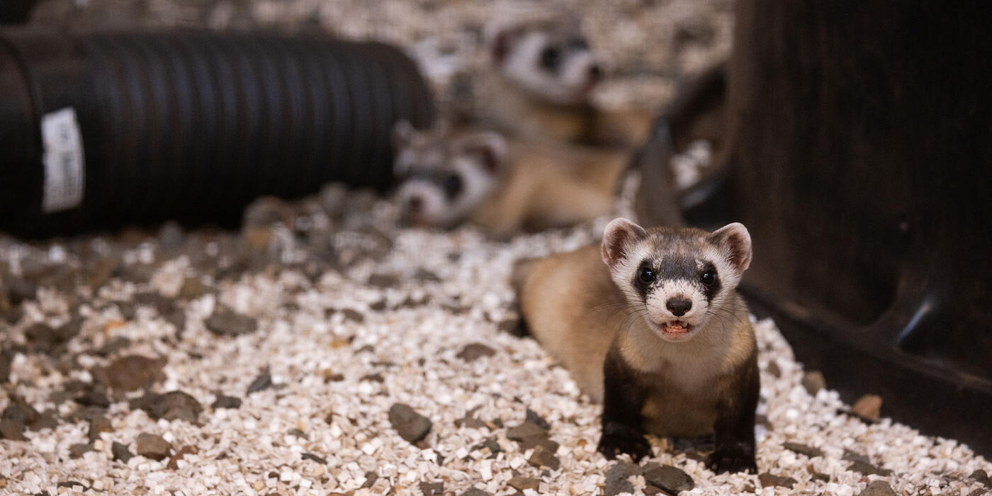 Black-footed ferret Aristides at SCBI, star of he black-footed ferret cam, in Front Royal, Virginia.