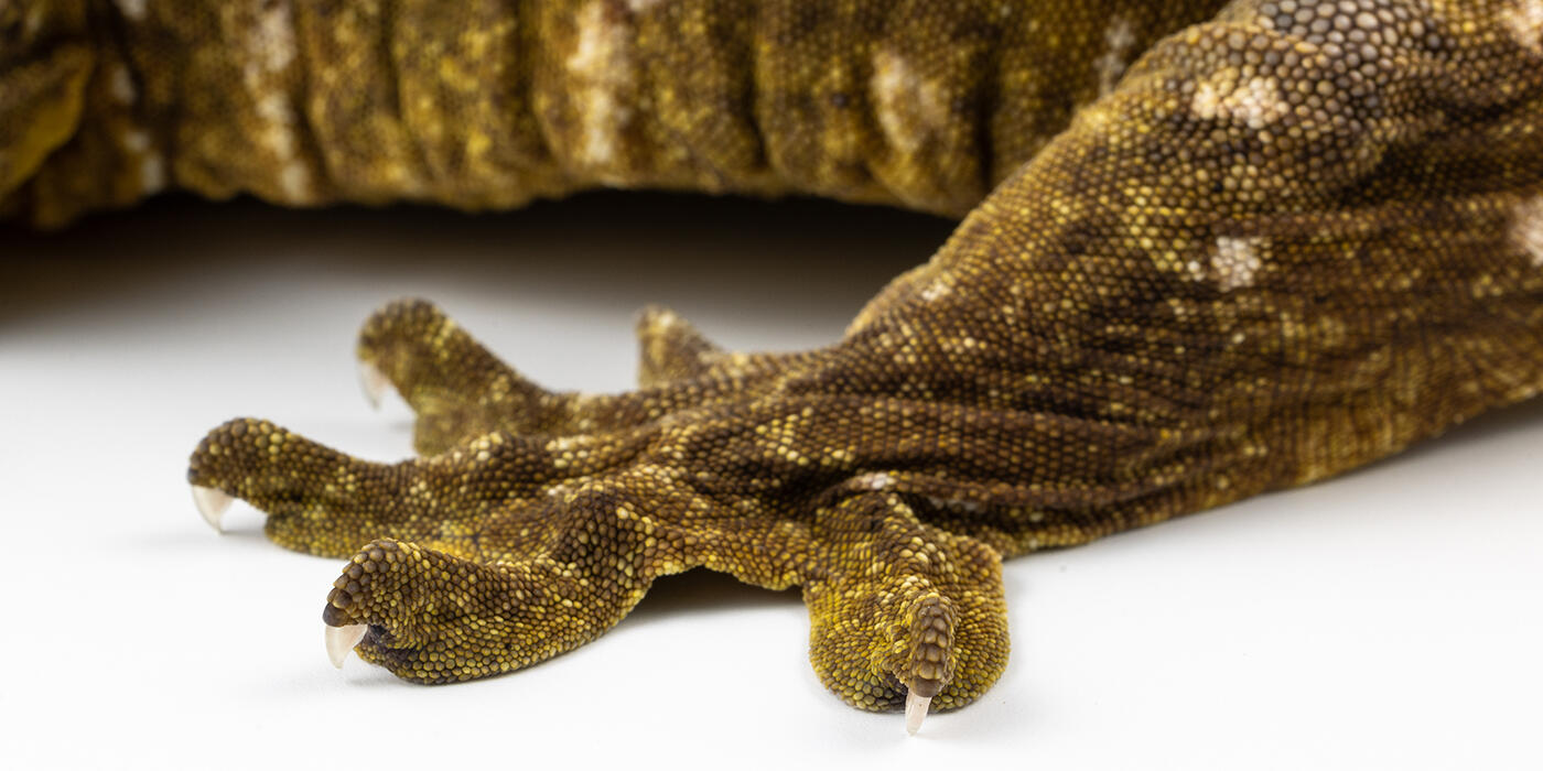 Closeup of a New Caledonian gecko's hand
