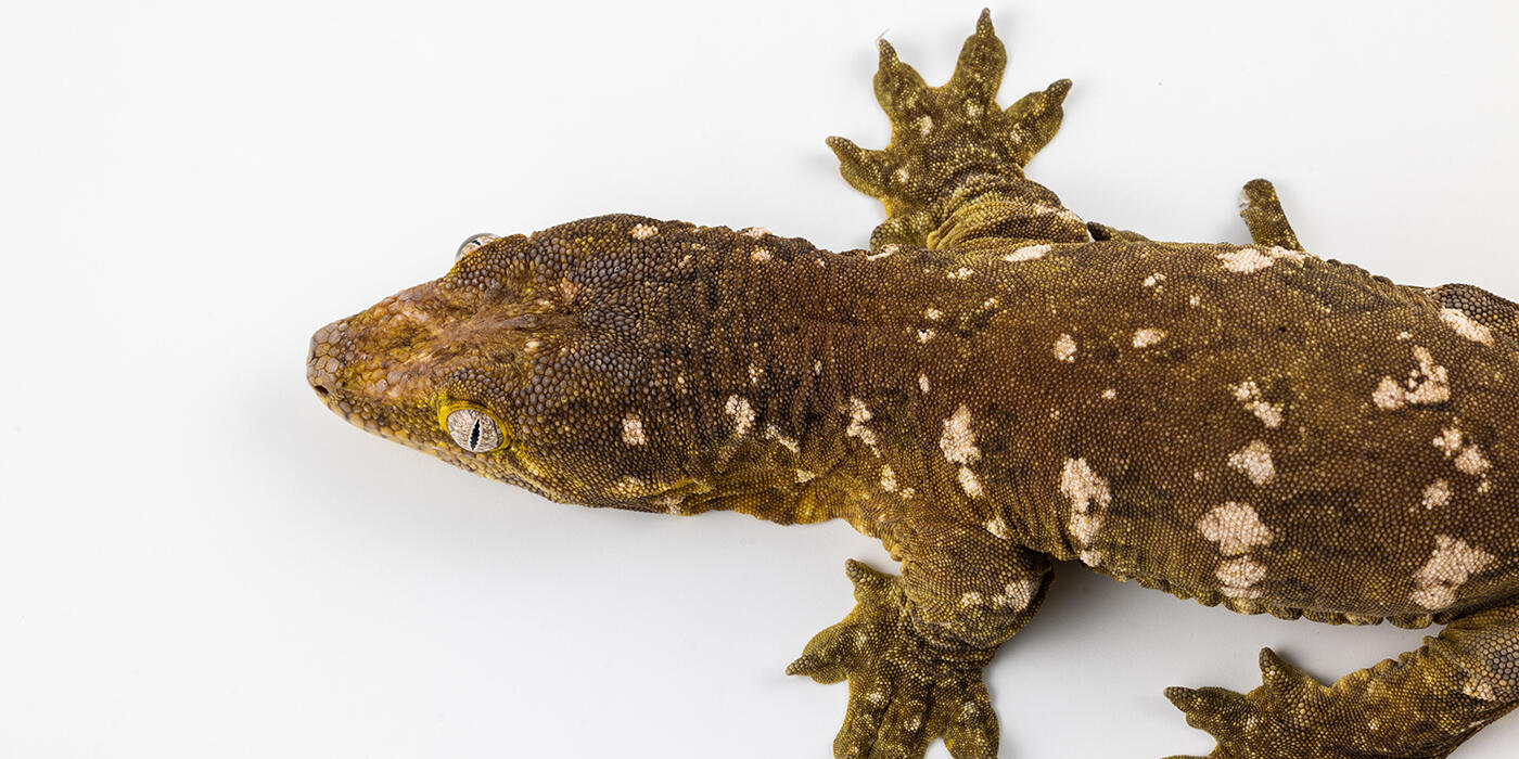 Top view of a New Caledonian gecko 