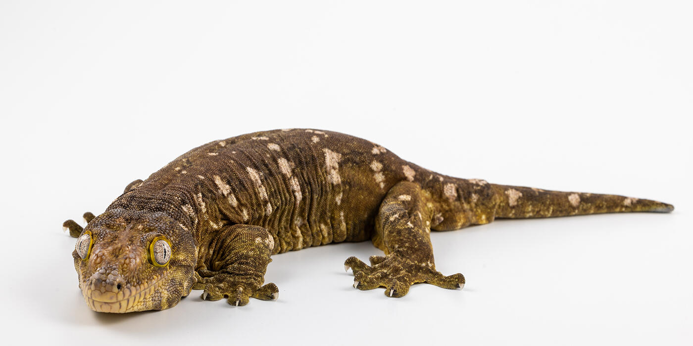 New Caledonian gecko on a white background