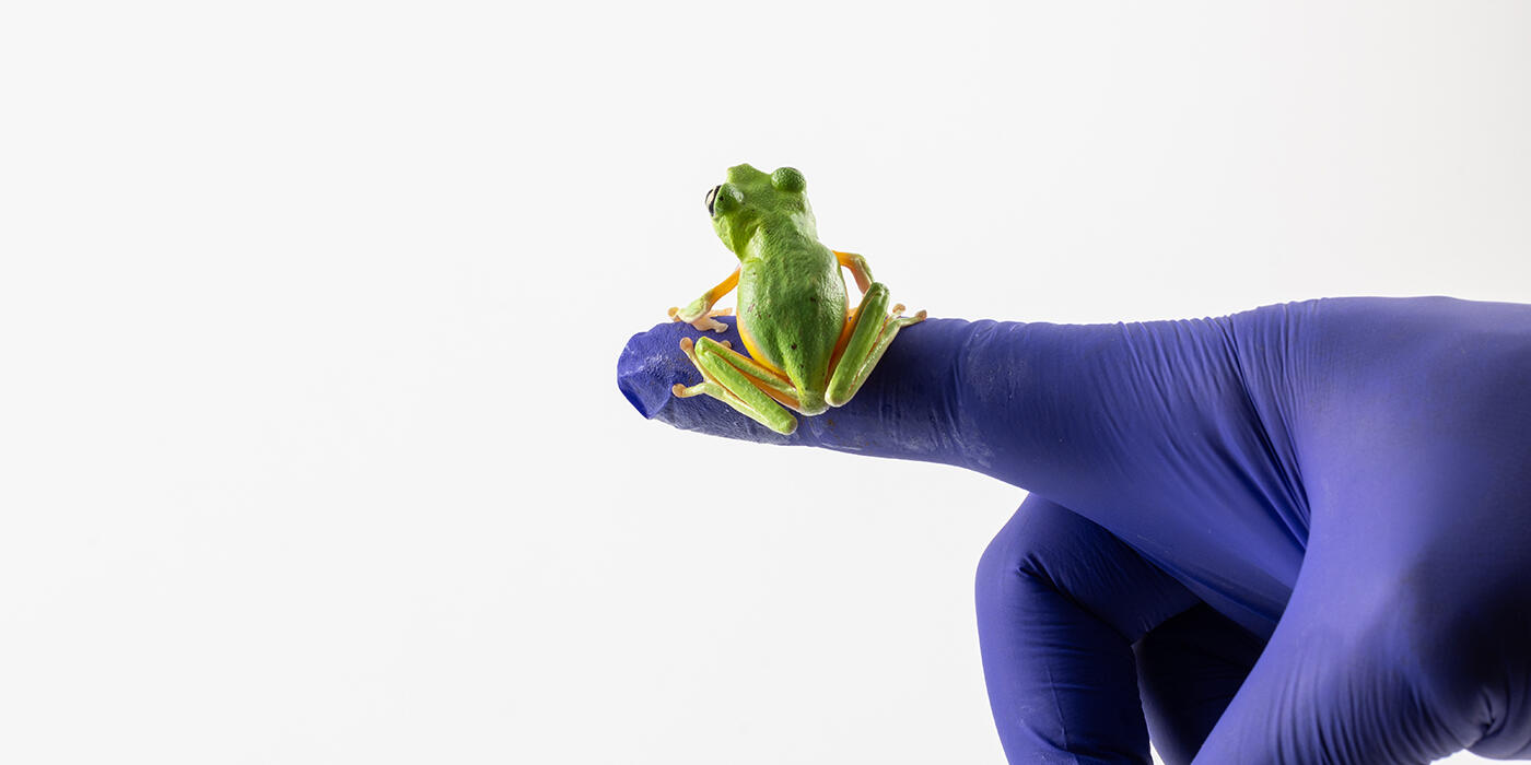 Lemur leaf frog perching on a purple gloved hand