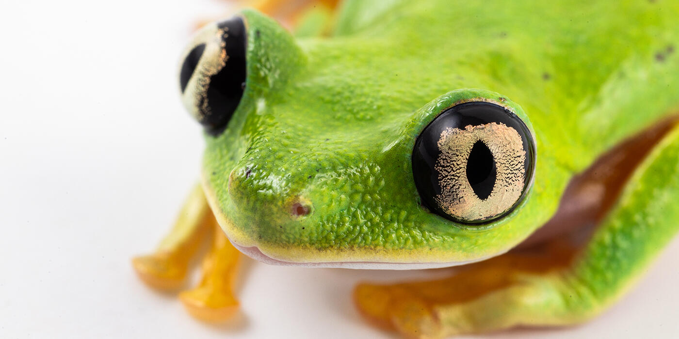 Lemur leaf frog on a white background