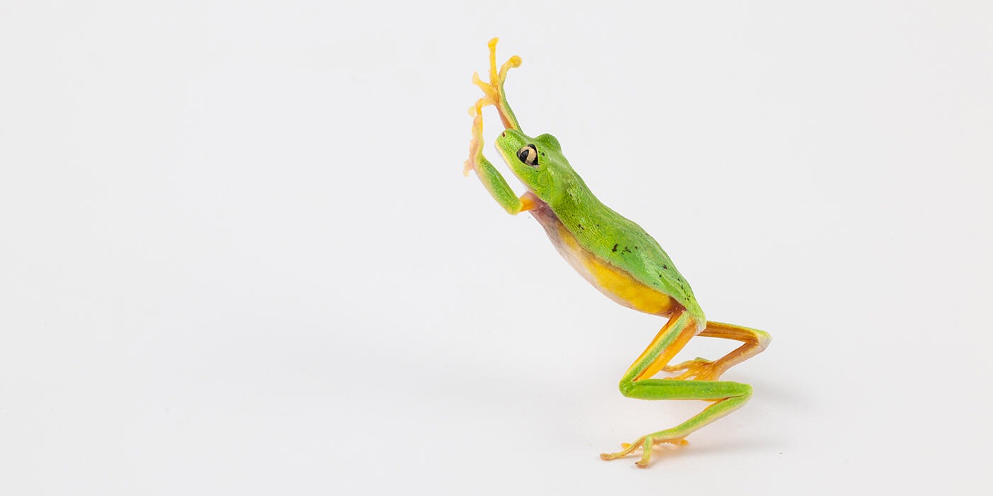 Lemur leaf frog on a white background