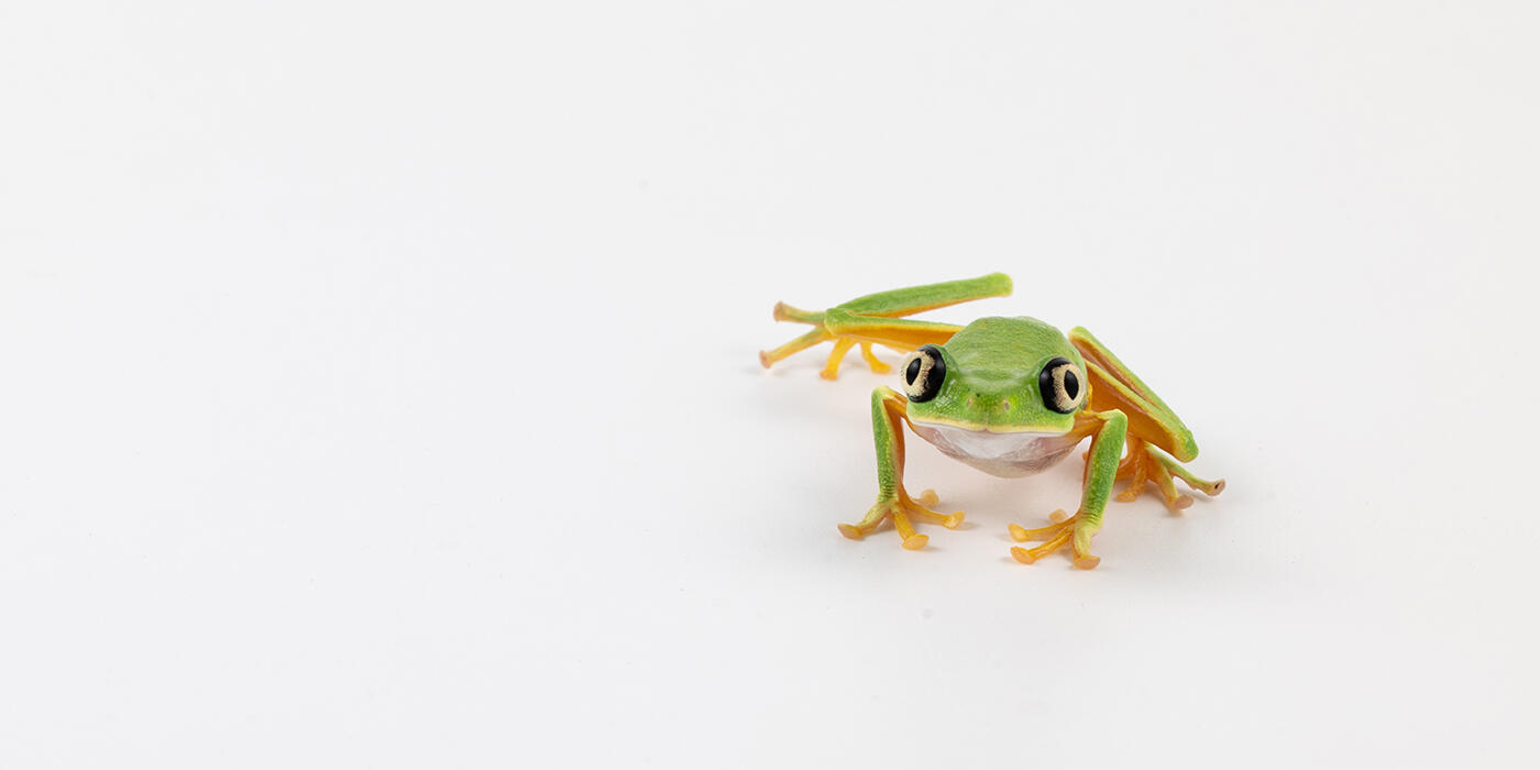 Lemur leaf frog on a white background