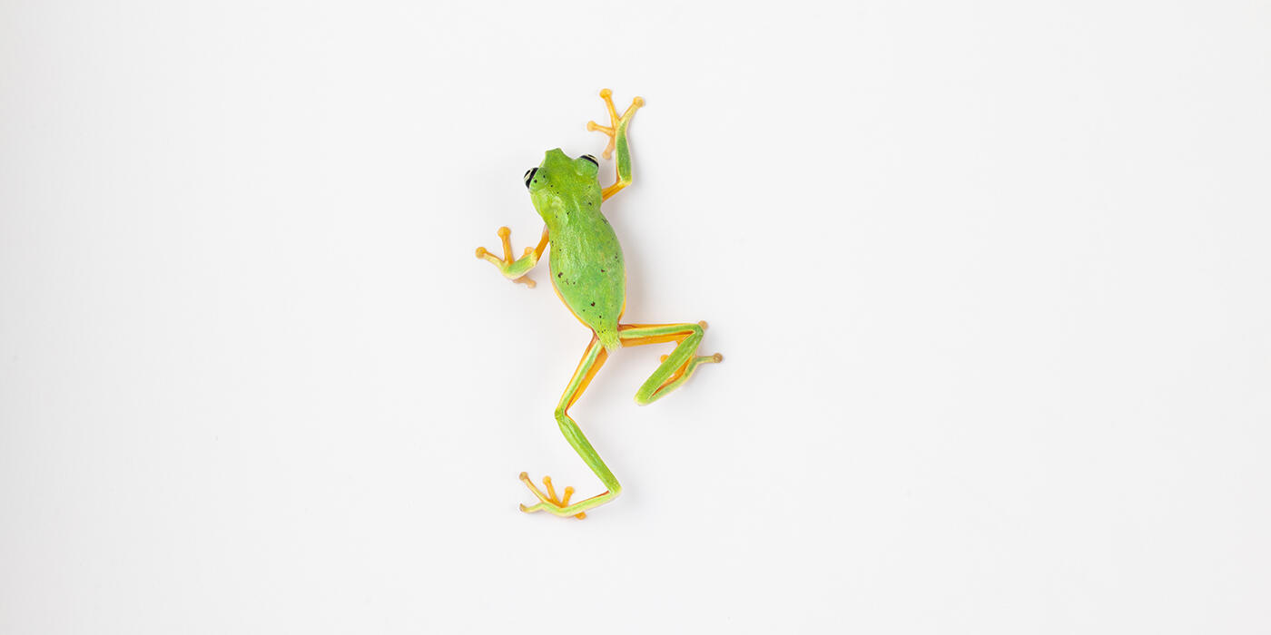 Lemur leaf frog on a white background