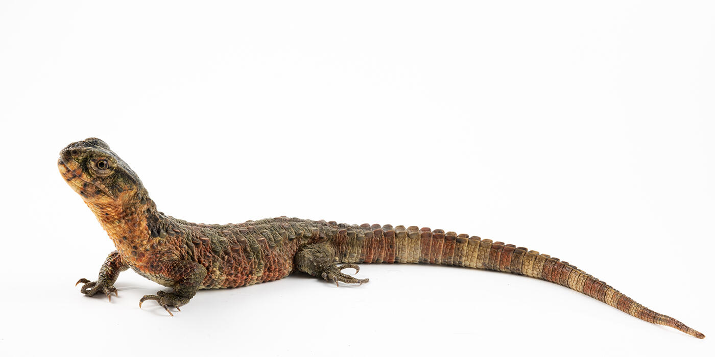 Chinese crocodile lizard