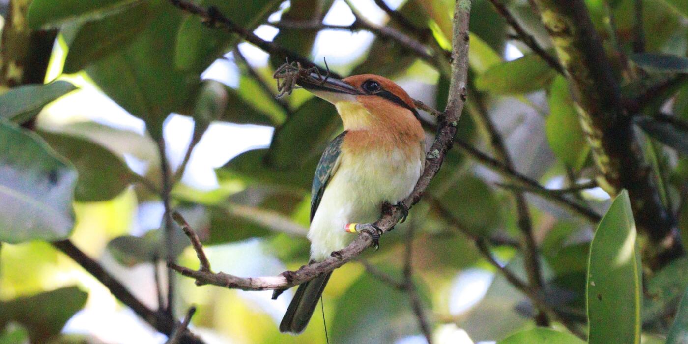 A cinnamon and cobalt-colored bird eats an insect in the forest canopy.