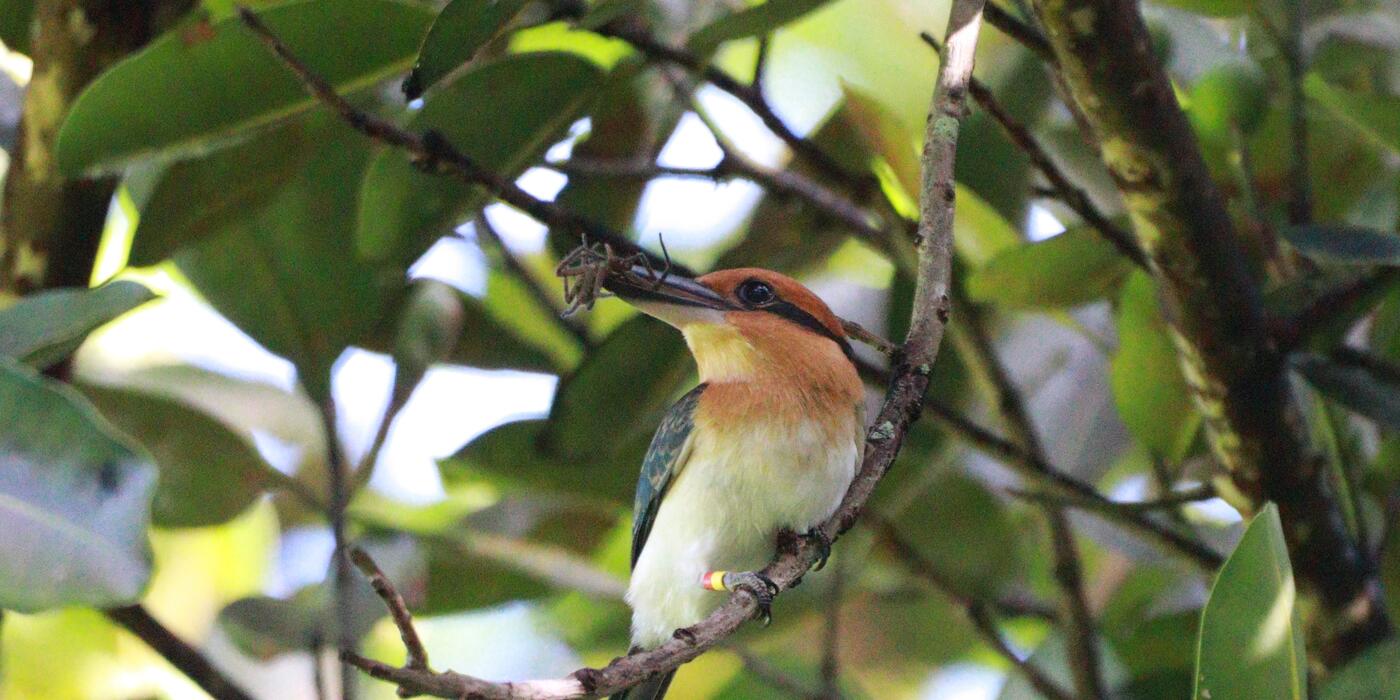 A cinnamon and cobalt-colored bird eats an insect in the forest canopy.