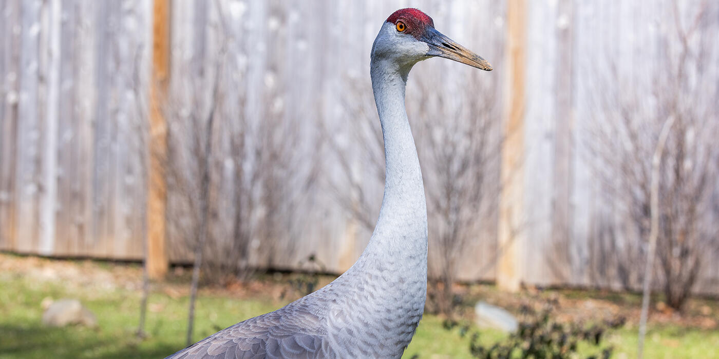 Sandhill crane in front of a wooden fence