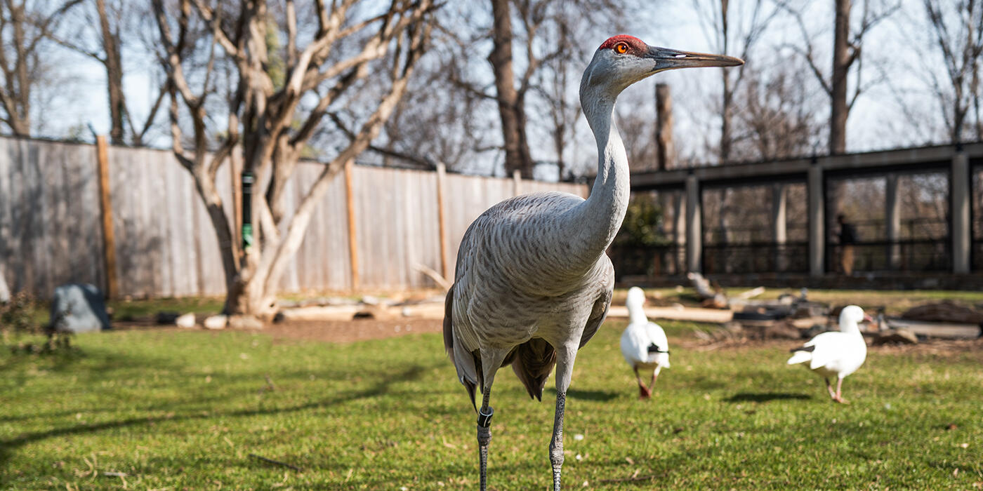 Sandhill crane in front of a wooden fence in a grassy yard