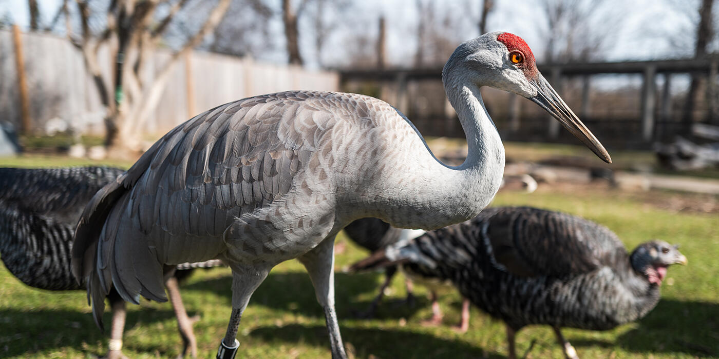 Sandhill crane and a female turkey