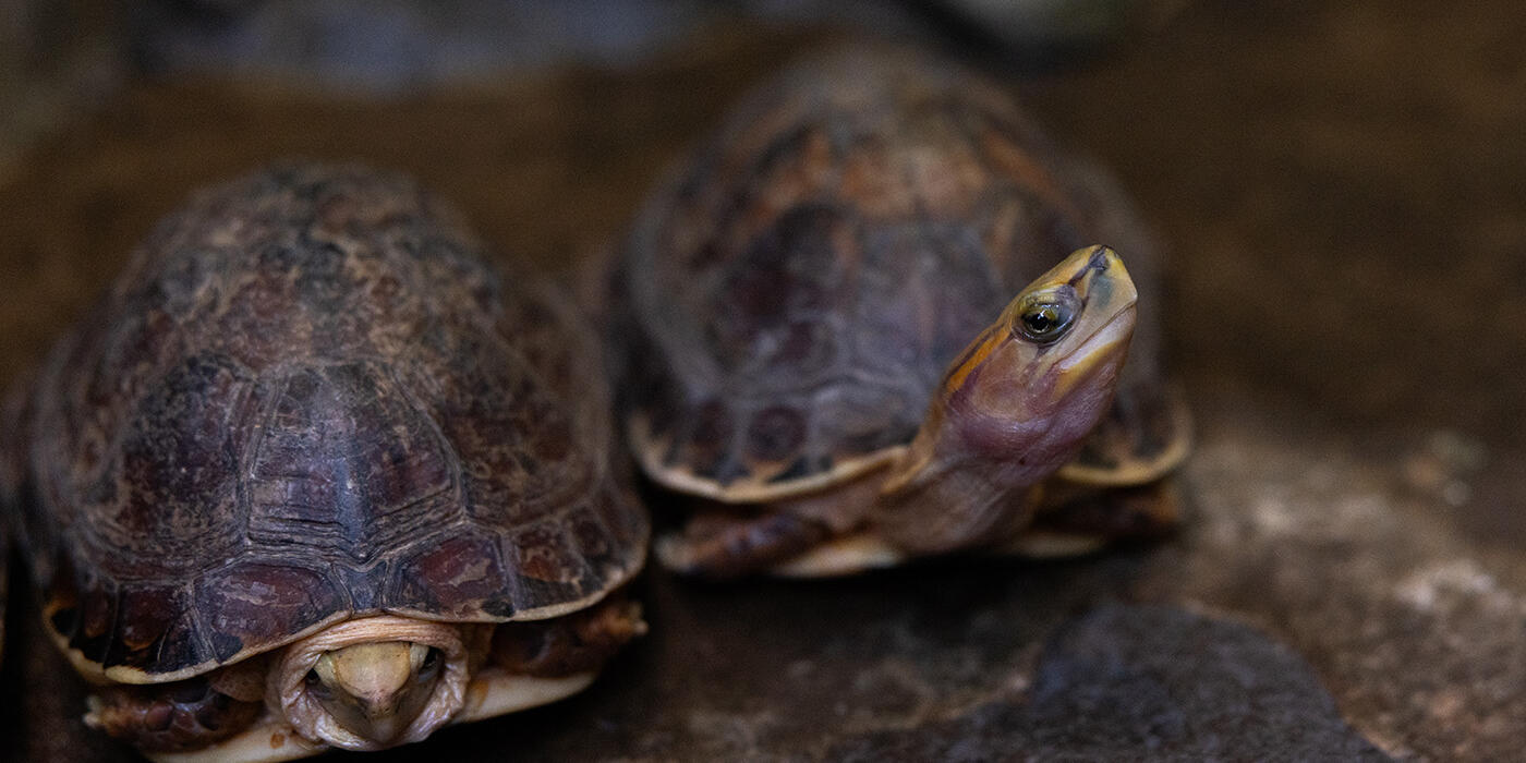 Two turtles, one with its head hidden in its shell