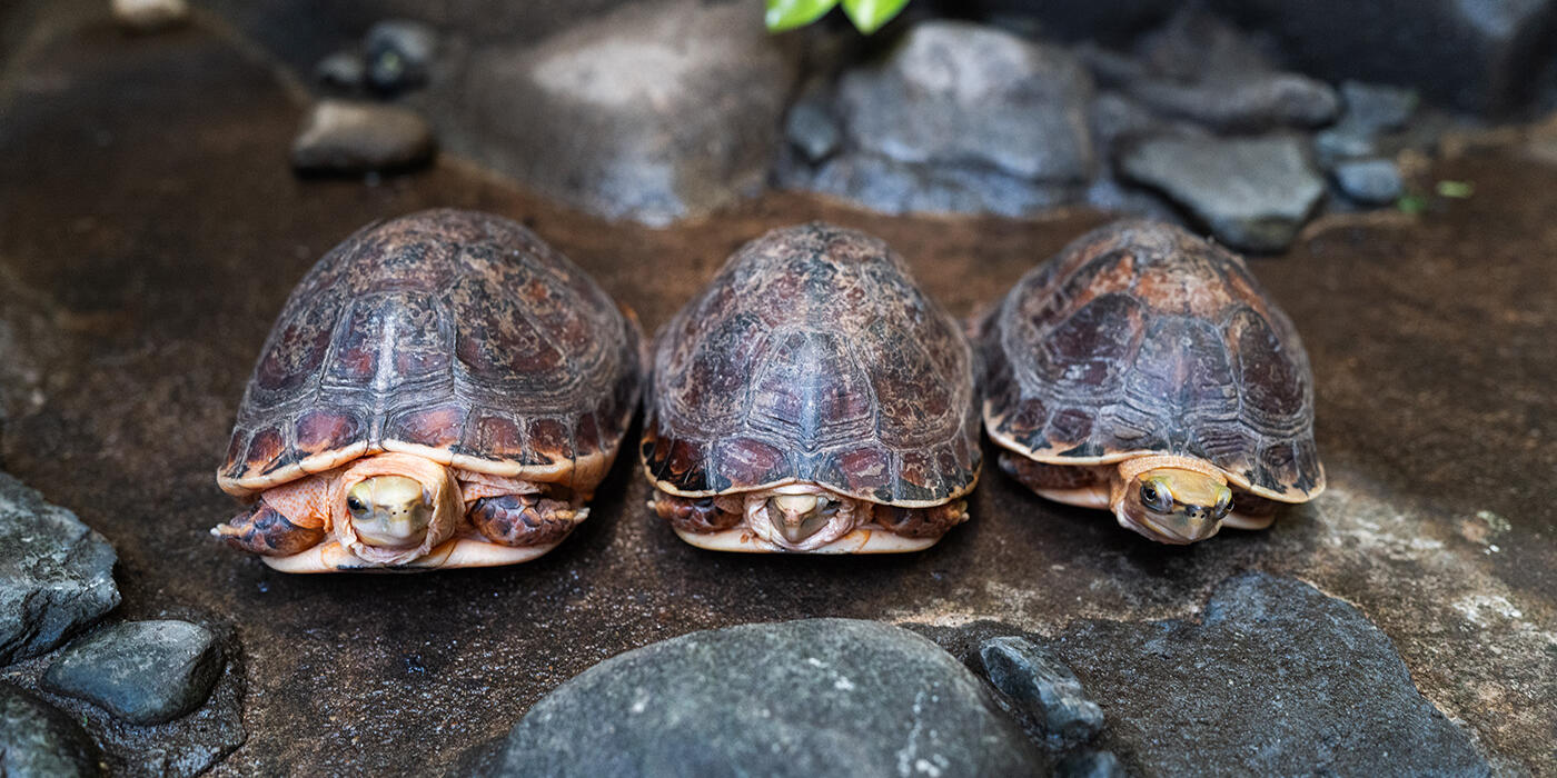 Three brown turtles in a line
