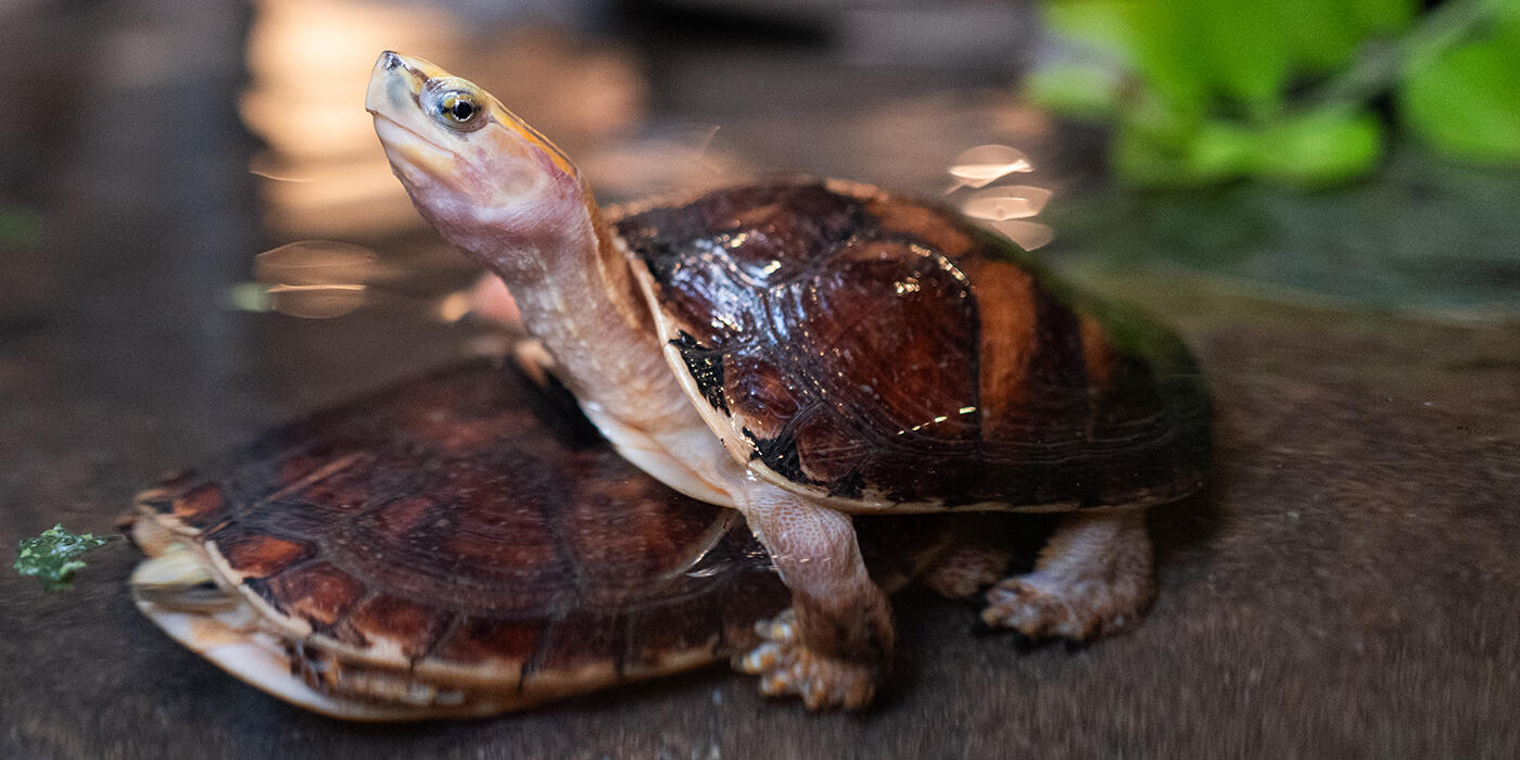 A turtle stacked on top of another turtle
