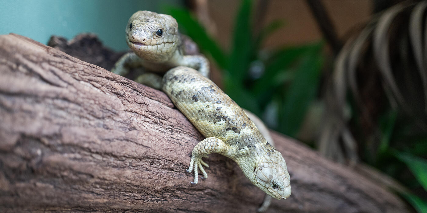 Two large skinks on a tree branch.